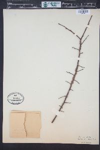 Ulmus alata image