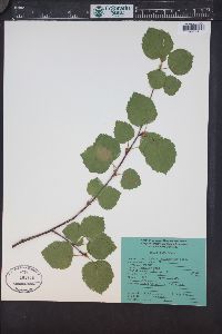 Betula occidentalis image