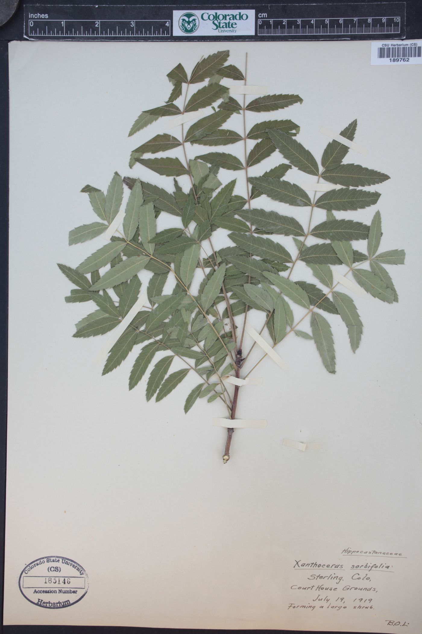 Xanthoceras sorbifolium image