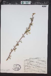 Prunus pensylvanica image