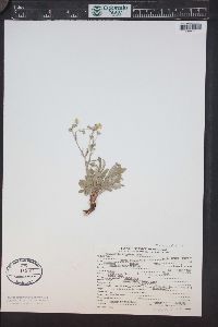 Potentilla hippiana image