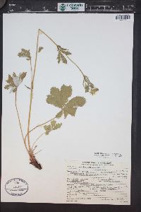 Potentilla gracilis image