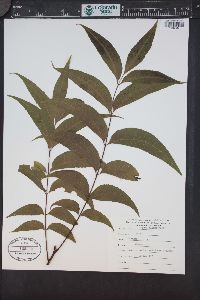 Carya illinoinensis image