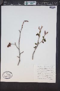 Alnus incana subsp. tenuifolia image