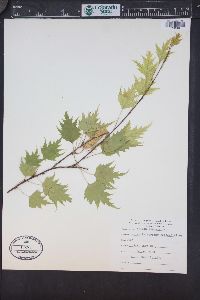 Betula pendula image