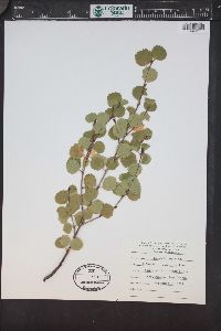 Betula glandulosa image