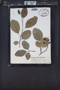 Alnus rhombifolia image