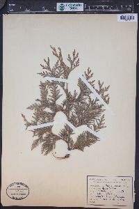 Thuja occidentalis image