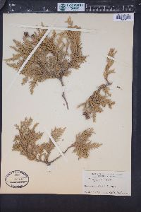 Thuja occidentalis image