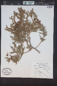 Thuja occidentalis image