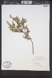 Thuja occidentalis image