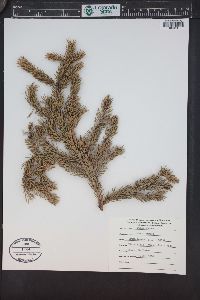 Picea glauca image