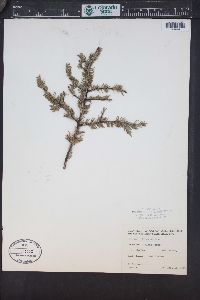 Picea mariana image