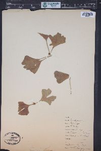 Ginkgo biloba image