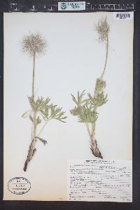 Pulsatilla patens image