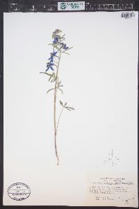 Delphinium nuttallianum image