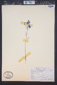 Delphinium nuttallianum image