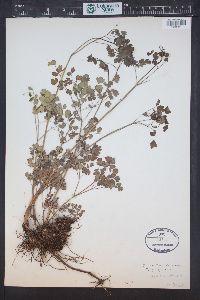 Thalictrum dasycarpum image