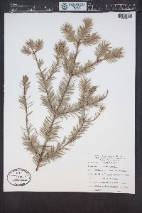 Picea sitchensis image