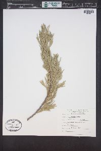 Calocedrus decurrens image