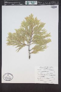 Calocedrus decurrens image