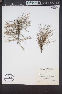 Pinus glabra image