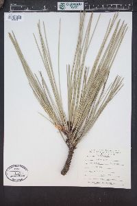 Pinus coulteri image