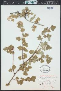 Physocarpus monogynus image