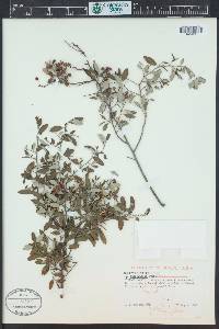 Ceanothus fendleri image