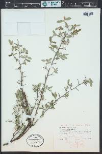 Ceanothus fendleri image