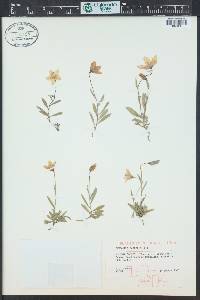 Campanula parryi image