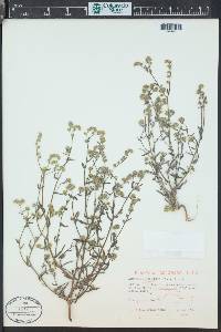 Cryptantha pterocarya image