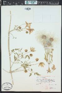 Clematis orientalis image