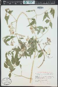 Clematis ligusticifolia image