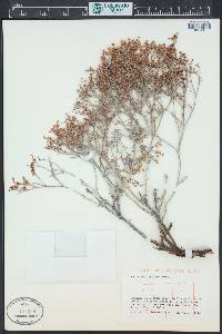 Eriogonum effusum image