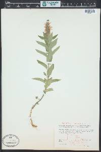Teucrium canadense var. occidentale image