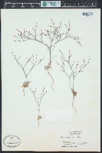 Eriogonum baileyi image