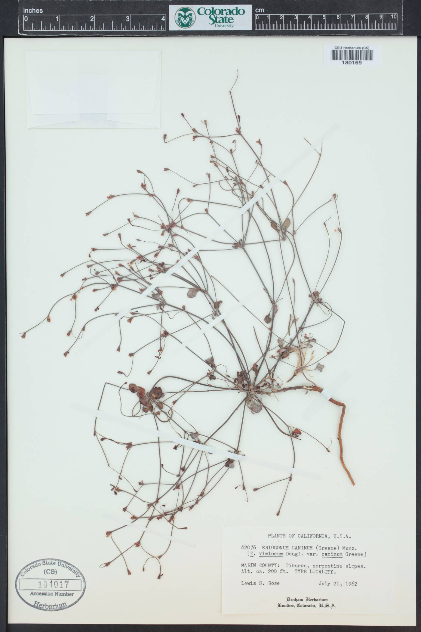Eriogonum luteolum var. caninum image