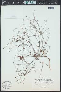 Eriogonum luteolum var. caninum image