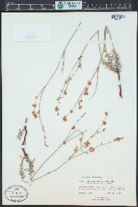 Eriogonum wrightii image