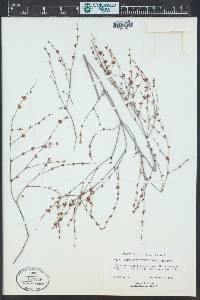 Eriogonum vimineum image