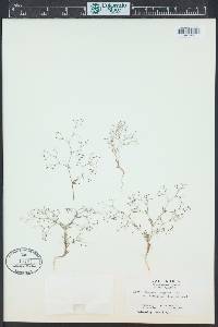 Eriogonum spergulinum image