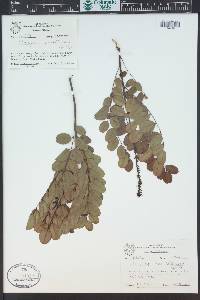 Amorpha ouachitensis image