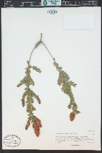 Melaleuca squarrosa image
