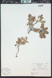 Salix sphenophylla image