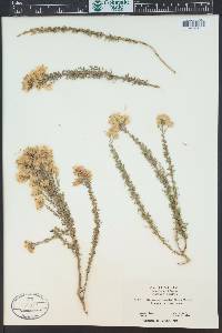 Ericameria ericoides image