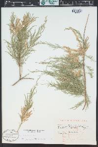 Tamarix chinensis image