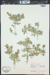 Glandularia bipinnatifida var. ciliata image