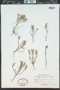 Triphysaria eriantha image