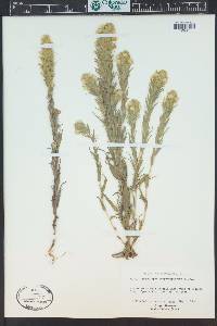 Castilleja rubicundula image